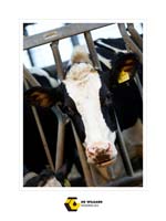 Wielaard 04