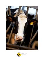 Wielaard 05