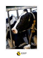 Wielaard 08