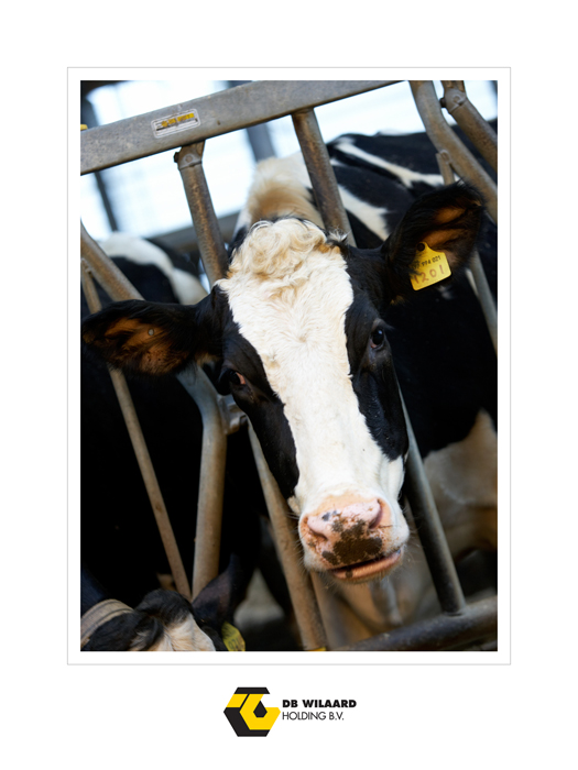Wielaard 04